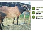 Cow for sale at attractive price (tag number-644) (price fixed)