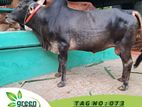 Cow for sale ( Fixed price) Tag No -073 (250 KG)