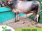 Cow for sale ( Fixed price) Tag No - 606 (220 KG)