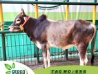 Cow for sale ( Fixed price) Tag No -654 (160 KG)