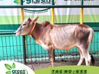 Cow for sale ( Fixed price) Tag No -655 (140 KG)
