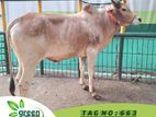 Cow for sale ( Fixed price) Tag No - 663 (260 KG) ~