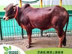 Cow for sale ( Fixed price) Tag No - 664 (260 KG) ~