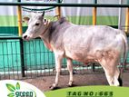 Cow for sale ( Fixed price) Tag No -665 (200 KG)