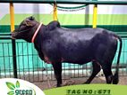 Cow for sale ( Fixed price) Tag No -671 (170 KG)