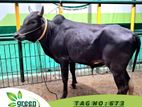 Cow for sale ( Fixed price) Tag No -673 (230 KG)