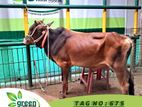 Cow for sale ( Fixed price) Tag No -675 (140 KG)