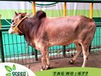 Cow for sale ( Fixed price) Tag No - 677 (220 KG) ~