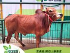 Cow for sale ( Fixed price) Tag No -682 220 KG)