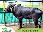 Cow for sale ( Fixed price) Tag No -684 (190 KG)
