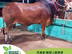 Cow for sale ( Fixed price) Tag No - 694 (480 KG) ``