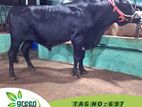Cow for sale ( Fixed price) Tag No 697 - (480 KG)
