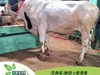 Cow for sale ( Fixed price) Tag No - 698 (525 KG)