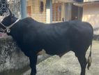 Cow for Sale.