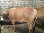 Cow for Sale