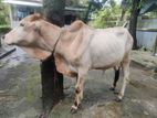 Cow For Sale.