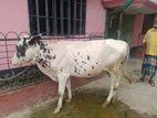 Cow for sale (kurbani)