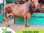 Cow for sale (Tag ➤652) (LW ➤450 KG)