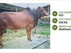 COW FOR SALE (Tag No- 612) (Fixed Price)