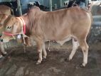cow for sell - 12