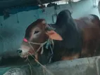 Cow for sell (Eid discount)