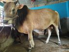 Cow for Sell