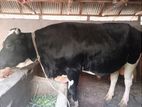 Cow for sell