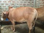 Cow For Sell