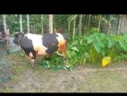 Cow for sell