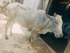 Cow For Sell Gorer Bachur