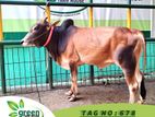 Cow on sale ( Fixed price) Tag No -678 (220 KG)