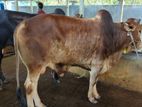 Cow sell-36
