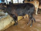 Cow sell---46
