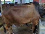 Cow sell----53
