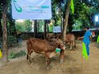 Cow Sell for Qurbani 2024-Code: M72