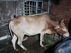 Cow for sell