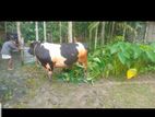 Cow for sell