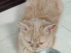 Cream colour female Persian cat