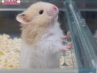 Cream White Hamster
