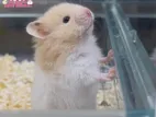Cream White Hamster