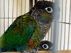 creamson conure