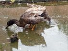 Crested Duck