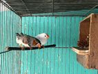 Crested Zebra Finch