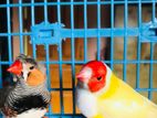 Crested Zebra Finch,golden Finch, Java