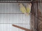 Crimino Lovebirds Full Adult