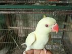 Crimino Ringneck Parrot