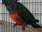 Crimson bellie conure running male