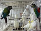 Crimson Bellied Conure adult pair