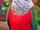 Crimson-bellied Conure baby