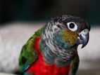Crimson bellied conure